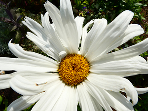 Daisy Bloom in the Garden