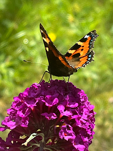 Summer Butterfly on a Butterfly Bush