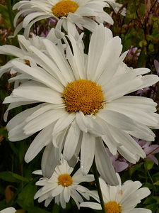 Daises Close Up