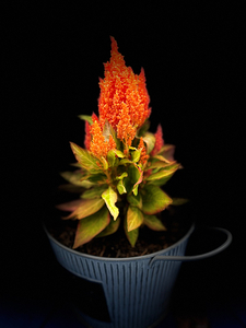 Summer Plant in a Tub 