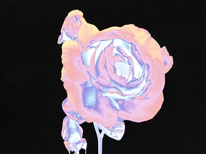 Abstract Rose Dark Background