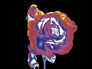 Abstract Vibrant Rose