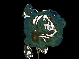 Abstract Rose on a Dark Abstract Background