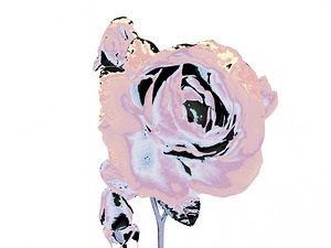 Abstract Pink Rose on a Pale Background