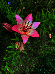 Vibrant Lilies 