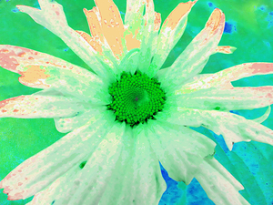 Abstract Green and White Daisy Flower