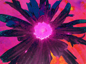 Abstract Glowing Pink Daisy Flower   