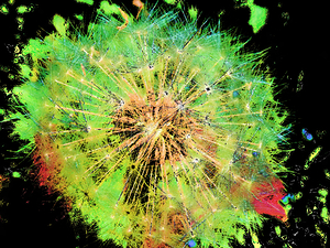 Abstract Vivid Neon Sparkly Dandelion Seeds