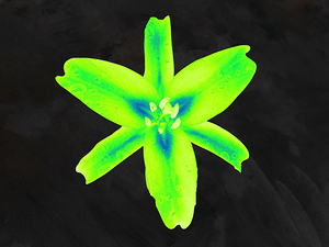  Abstract  Stunning Glowing Green Lily
