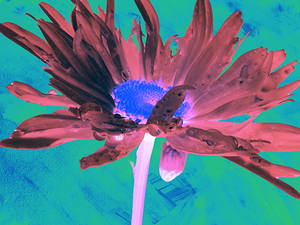  Abstract Surreal Daisy Flower on a Contrasting Background