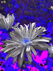 Abstract Vibrant Summer Daisy Flowers
