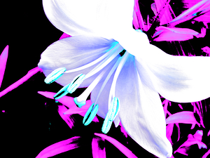 Abstract Cool High Contrast Lily Flower