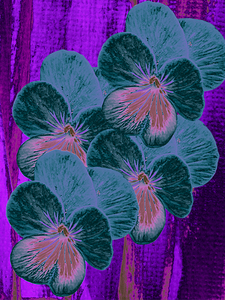  Abstract Surreal Pansies