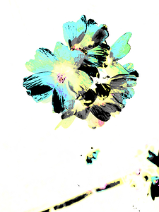   Abstract Contrasting Marshmallow Flowers