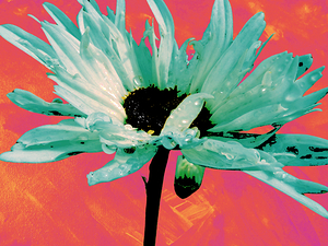  Abstract Vibrant Daisy Flower on a Red Orange Background