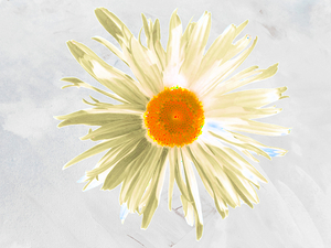 Abstract Orange Centred Daisy Flower