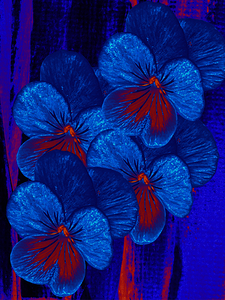  Abstract Vibrant Dark Pansies