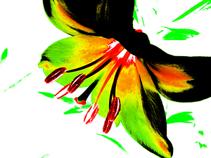  Abstract Cool High Contrast Lily Flower