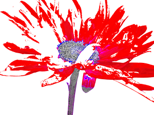 Abstract Red Daisy on a White Background
