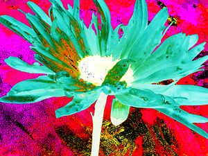 Abstract Vibrant Daisy on  a Coloured Abstract Background 