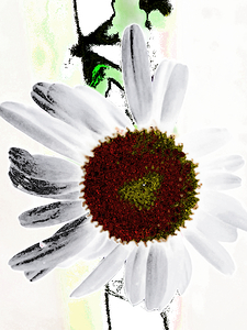  Abstract Textured Daisy 