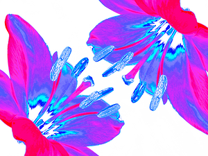 Abstract Surreal Lily Flowers