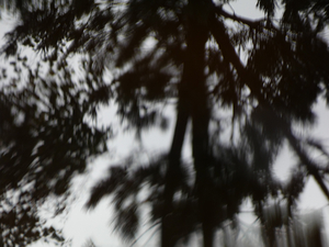  Abstract Lochan Tree Reflections in the Scottish Highlands