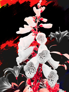 Abstract Dark Foxglove in Pink with Lilies