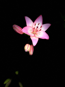  Pink Lilies 