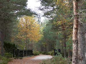  The Bridge in the Woods to the Scottish Highlands