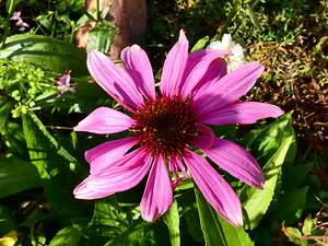   Cone Flower Close Up 