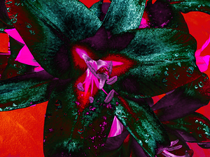 Abstract Bold Lilies 