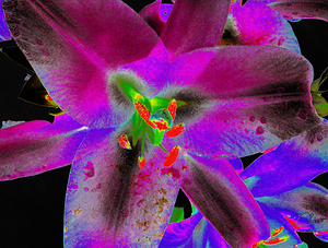  Abstract Purpled Neon Lily Flowers