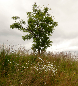 Abstact Rowan Tree with Wild Flowers