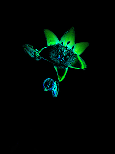  Illuminated Green Glowing Lilies 