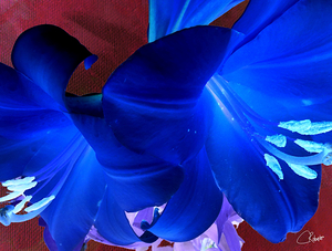  Abstract Colour Popping Lilies