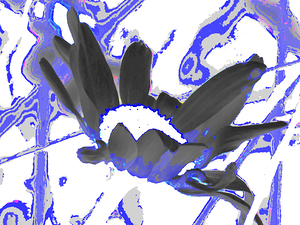  Abstract Wild Daisy Flower