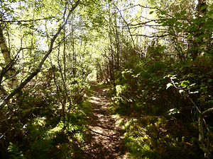  Summer Nature Walk in the Scottish Highlands