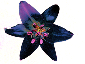 Abstract Purple Lily Flower on a Pale Abstract Background 