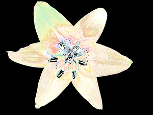 Abstract Delicate Lily Flower on a Dark Abstract Background