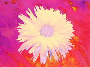 Abstract Vibrant Yellow Daisy Flower 