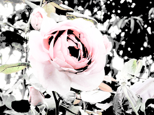 Abstract Pink and Black Rose 