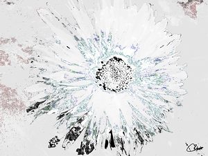 Abstract Monochrome Daisy