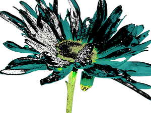 Abstract Green and Black Daisy