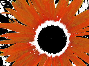 Abstract Orange Daisy
