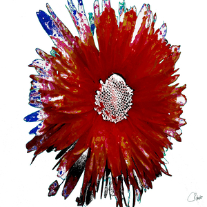 Dark Red Daisy on an Abstract Pale Background