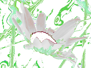 Abstract Green and White Daisy