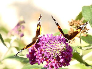 Two Butterflies on Buddleia Flowers