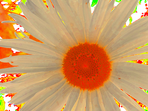 Abstract Daisy Flower Orange Centre