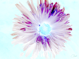 Abstract Distressed Pink Turquoise Centre Daisy Flower on an Abstract Background